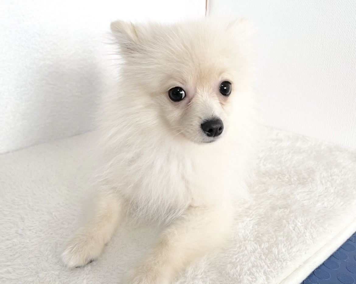 群馬県のポメラニアン (かねだいペットトライアル桐生/2025年9月15日生まれ/男の子/クリーム)の子犬の3枚目の画像