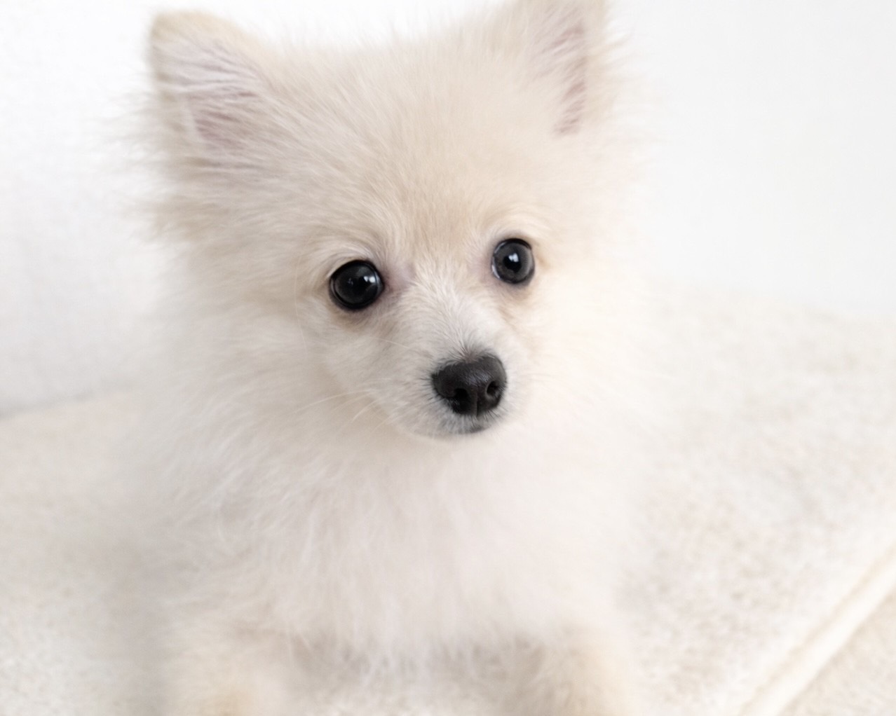 群馬県のポメラニアン (かねだいペットトライアル桐生/2025年9月15日生まれ/男の子/クリーム)の子犬の2枚目の画像