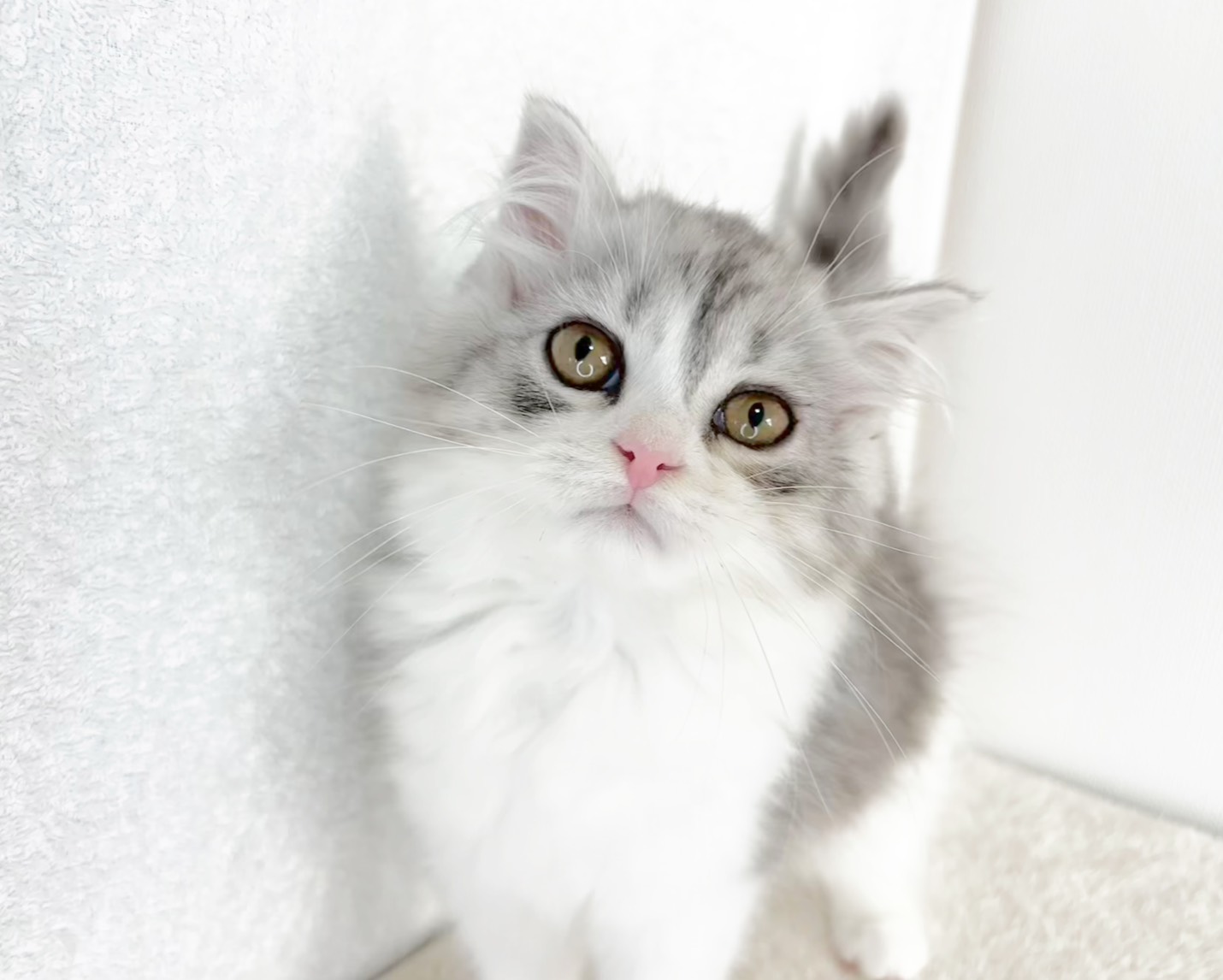 群馬県のミヌエット (かねだいペットトライアル桐生/2025年11月1日生まれ/男の子/シルバータビーホワイト)の子猫の1枚目の画像