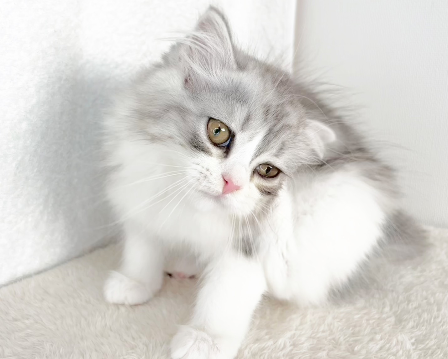 群馬県のミヌエット (かねだいペットトライアル桐生/2025年11月1日生まれ/男の子/シルバータビーホワイト)の子猫の2枚目の画像