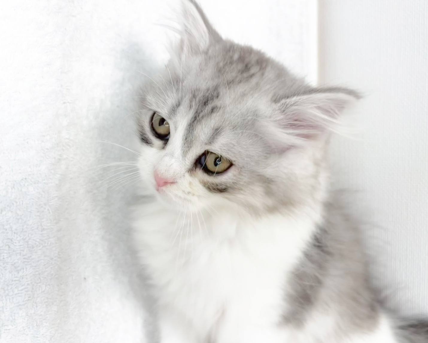 群馬県のミヌエット (かねだいペットトライアル桐生/2025年11月1日生まれ/男の子/シルバータビーホワイト)の子猫の3枚目の画像