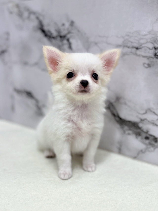 神奈川県のチワワ(ロング) (かねだい東戸塚店/2025年11月8日生まれ/女の子/ホワイトクリーム)の子犬の1枚目の画像