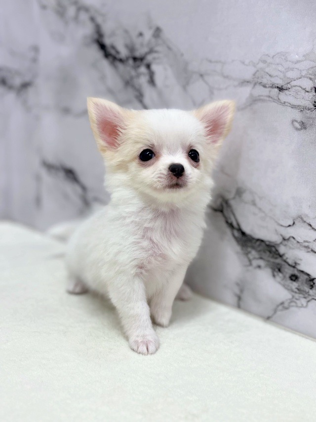 神奈川県のチワワ(ロング) (かねだい東戸塚店/2025年11月8日生まれ/女の子/ホワイトクリーム)の子犬の2枚目の画像