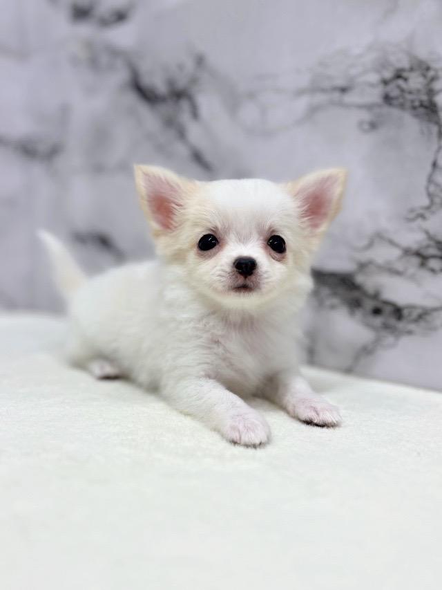 神奈川県のチワワ(ロング) (かねだい東戸塚店/2025年11月8日生まれ/女の子/ホワイトクリーム)の子犬の3枚目の画像