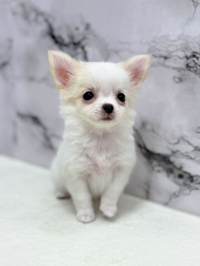 神奈川県のチワワ(ロング) (かねだい東戸塚店/2025年11月8日生まれ/女の子/ホワイトクリーム)の子犬の4枚目の画像