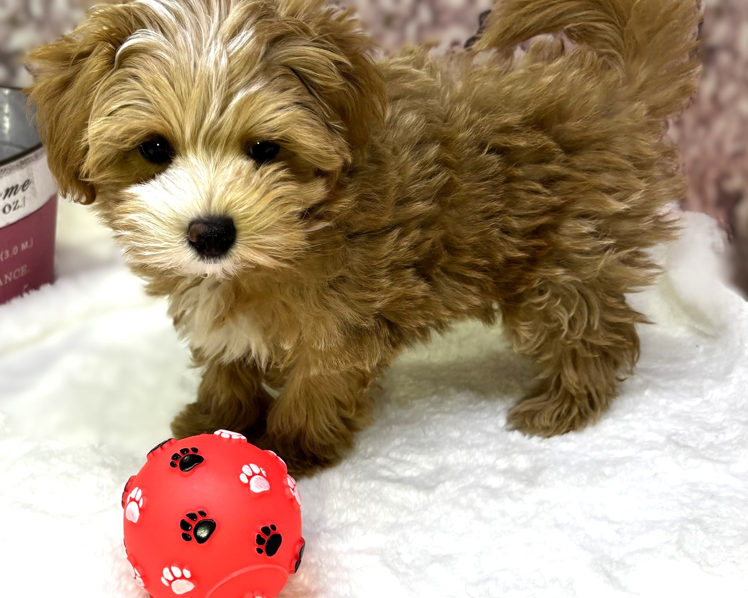 茨城県のマルプー(マルチーズ×プードル) (かねだいペットトライアル利根川/2025年11月16日生まれ/男の子/アプリコット)の子犬の1枚目の画像