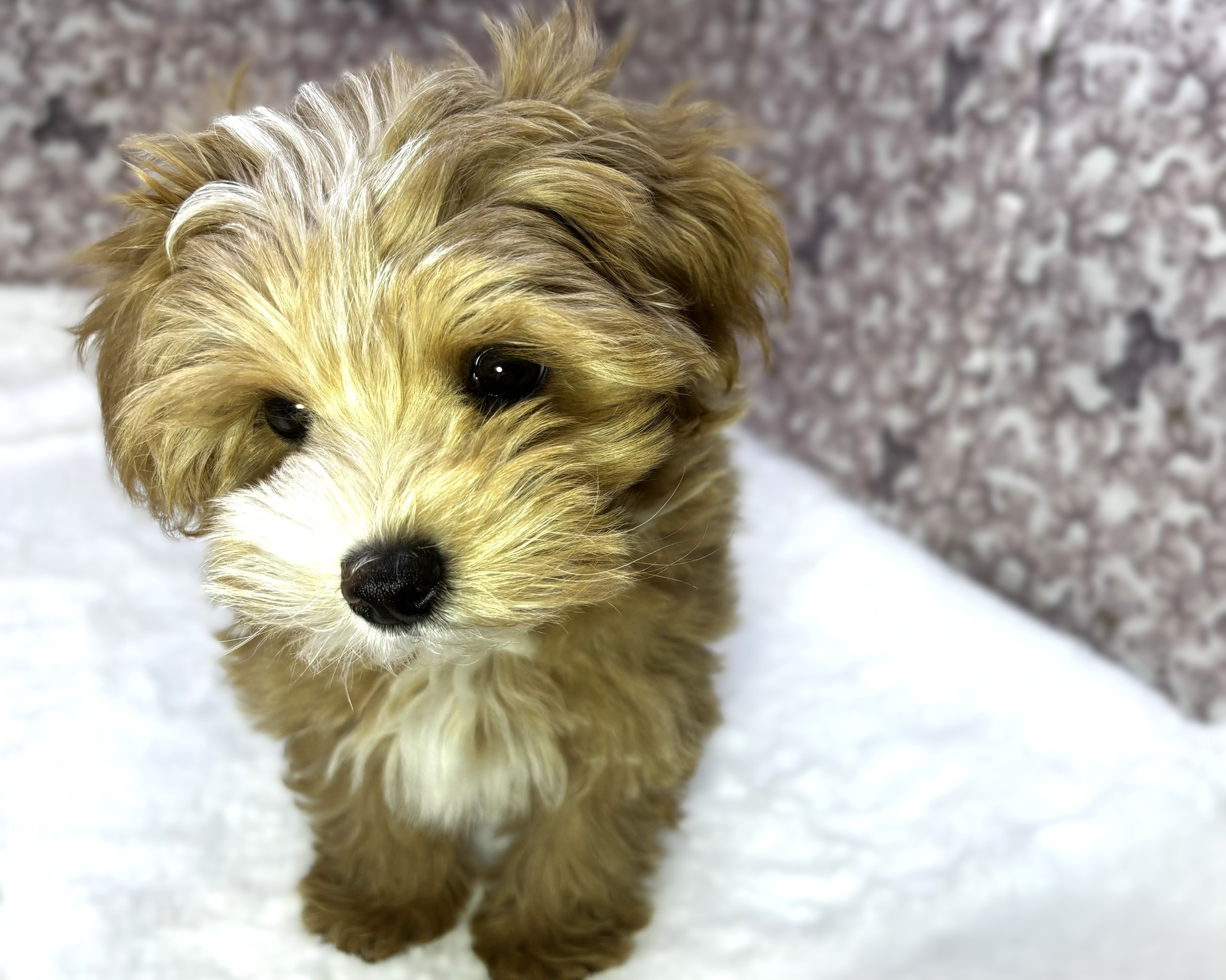 茨城県のマルプー(マルチーズ×プードル) (かねだいペットトライアル利根川/2025年11月16日生まれ/男の子/アプリコット)の子犬の2枚目の画像