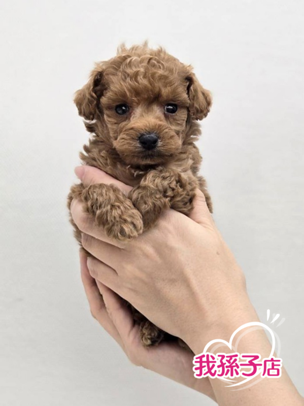 千葉県のトイプードル(トイ) (かねだい我孫子店/2025年11月23日生まれ/男の子/レッド)の子犬