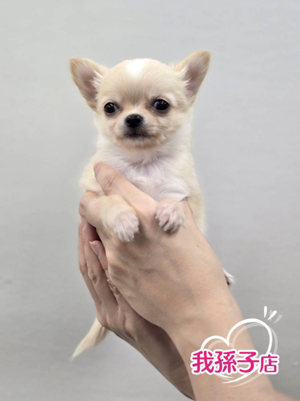 千葉県のチワワ(ロング) (かねだい我孫子店/2025年11月21日生まれ/男の子/クリームホワイト)の子犬