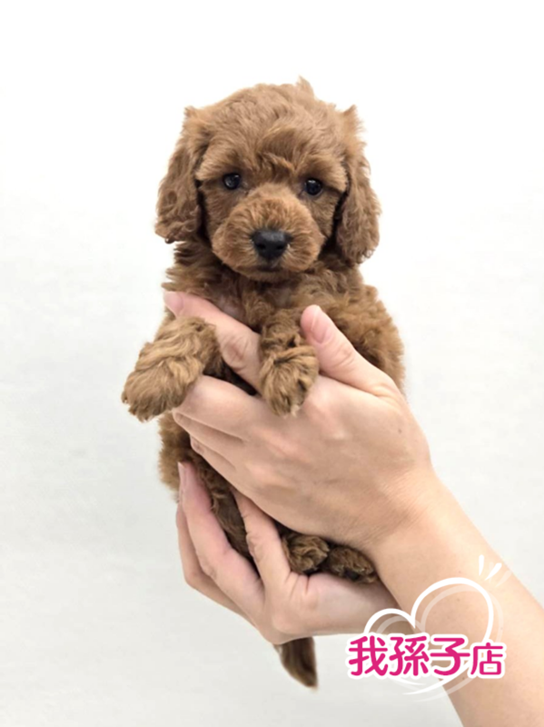 千葉県のトイプードル(トイ) (かねだい我孫子店/2025年11月23日生まれ/女の子/レッド)の子犬