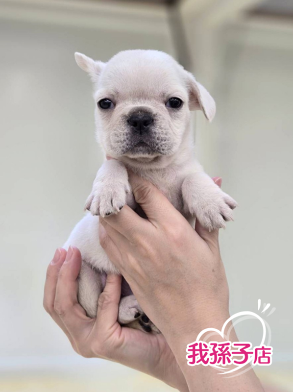 千葉県のフレンチブルドッグ (かねだい我孫子店/2025年11月20日生まれ/男の子/クリーム)の子犬