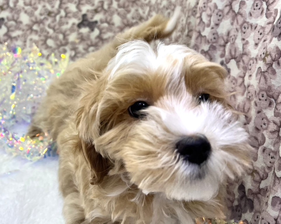 茨城県のマルプー(マルチーズ×プードル) (かねだいペットトライアル利根川/2025年10月8日生まれ/男の子/アプリコット)の子犬の1枚目の画像