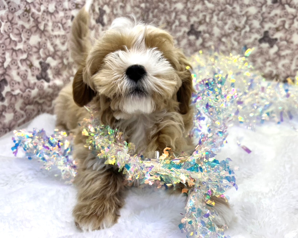 茨城県のマルプー(マルチーズ×プードル) (かねだいペットトライアル利根川/2025年10月8日生まれ/男の子/アプリコット)の子犬の2枚目の画像