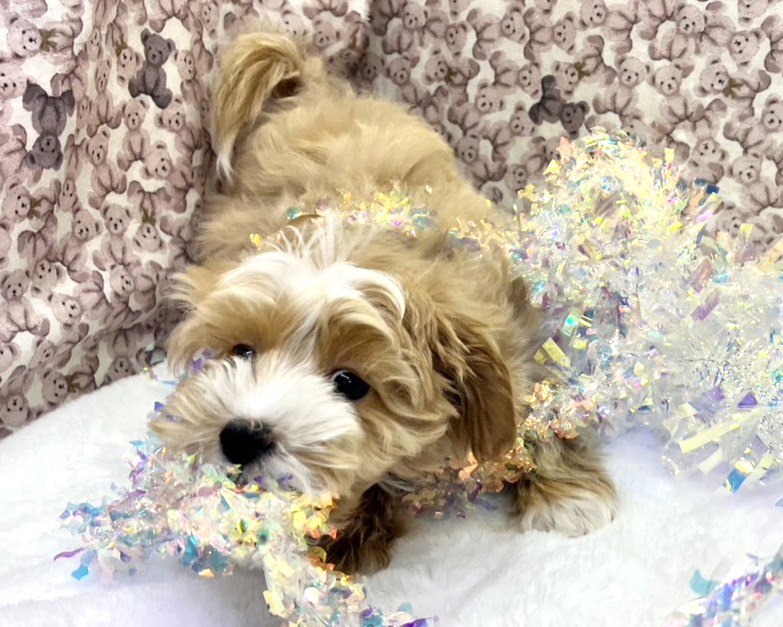 茨城県のマルプー(マルチーズ×プードル) (かねだいペットトライアル利根川/2025年10月8日生まれ/男の子/アプリコット)の子犬の3枚目の画像