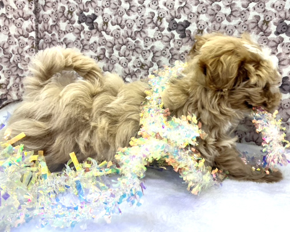 茨城県のマルプー(マルチーズ×プードル) (かねだいペットトライアル利根川/2025年10月8日生まれ/男の子/アプリコット)の子犬の4枚目の画像