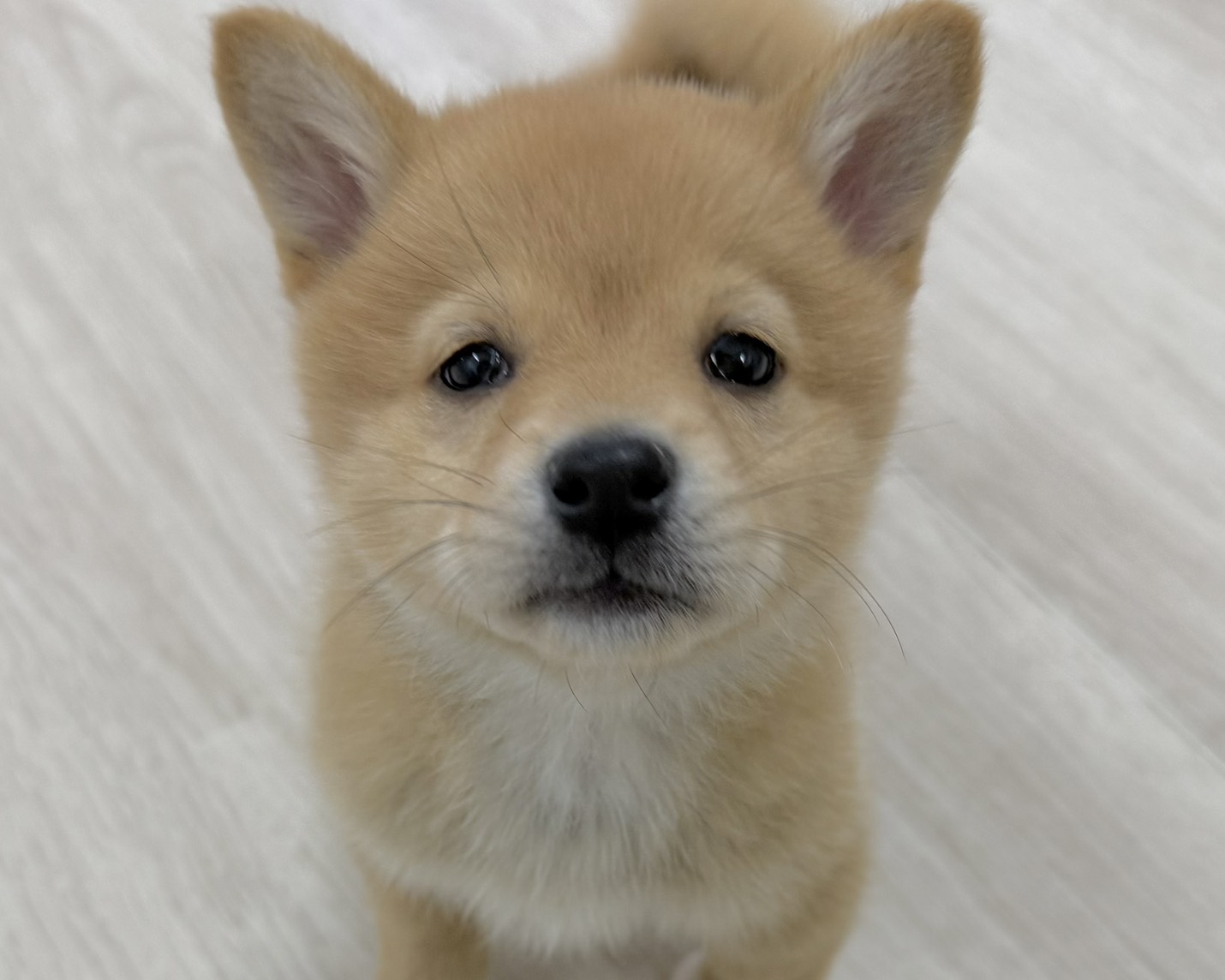 価格の安い豆柴 / ペットショップ【かねだい】