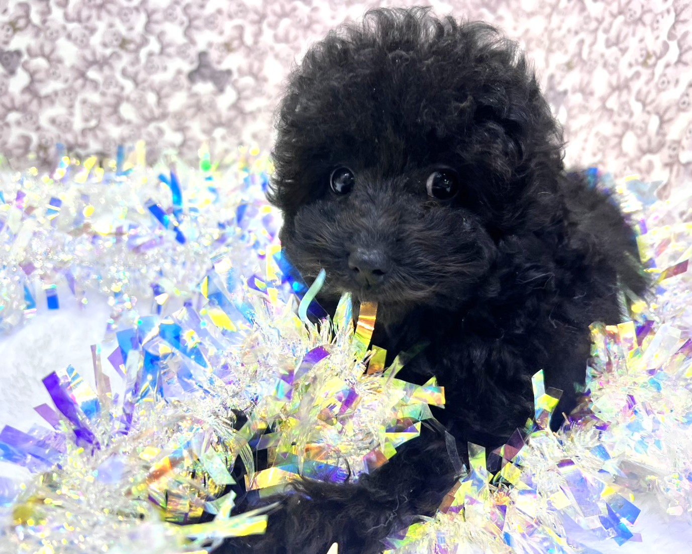 茨城県のトイプードル(トイ) (かねだいペットトライアル利根川/2025年10月15日生まれ/女の子/ブラック)の子犬の1枚目の画像