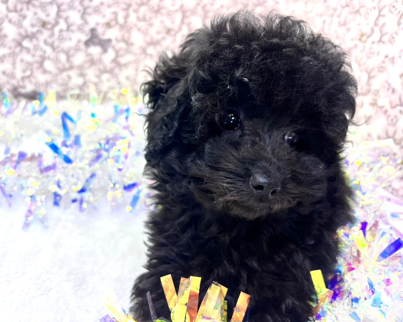茨城県のトイプードル(トイ) (かねだいペットトライアル利根川/2025年10月15日生まれ/女の子/ブラック)の子犬の2枚目の画像