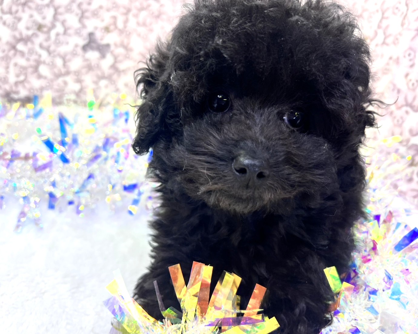 茨城県のトイプードル(トイ) (かねだいペットトライアル利根川/2025年10月15日生まれ/女の子/ブラック)の子犬の3枚目の画像