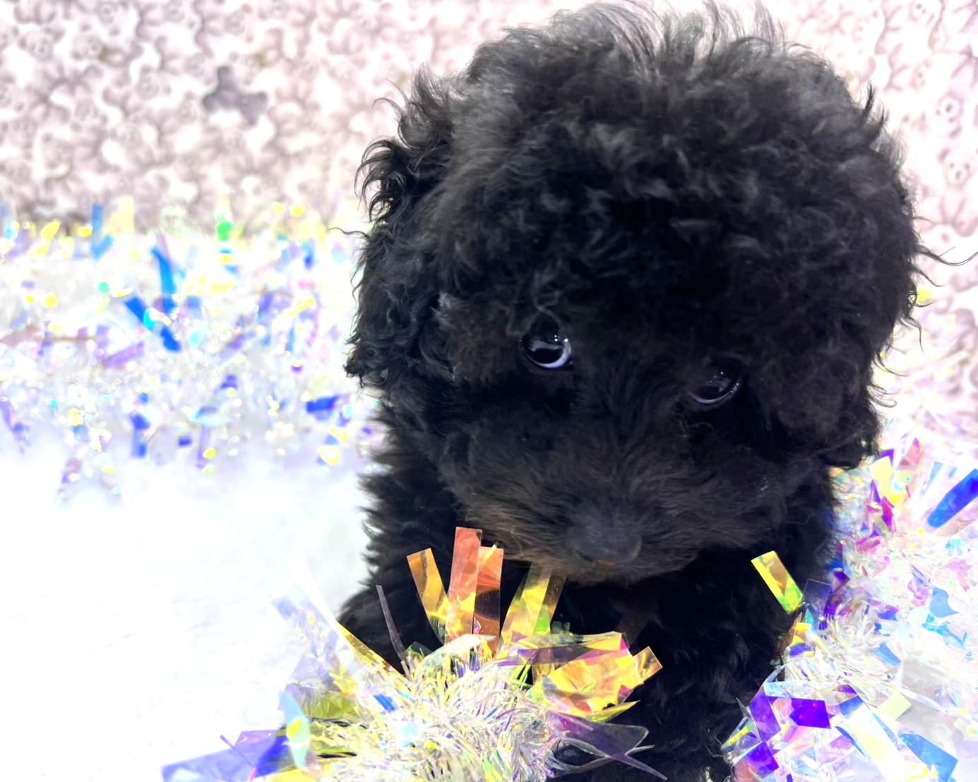 茨城県のトイプードル(トイ) (かねだいペットトライアル利根川/2025年10月15日生まれ/女の子/ブラック)の子犬の4枚目の画像