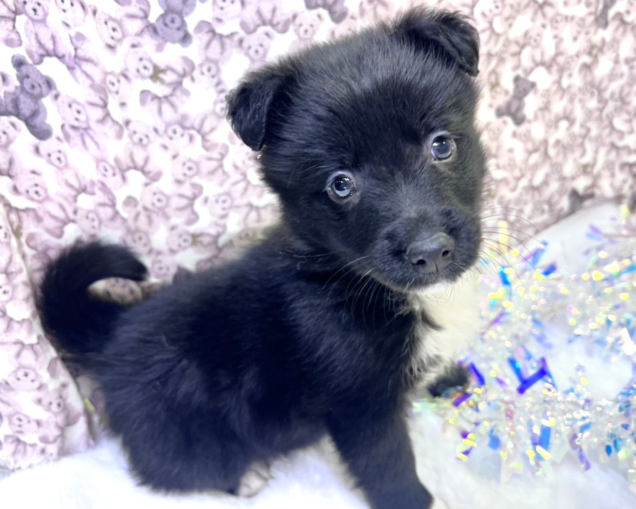 茨城県のハーフ犬・ミックス犬 (かねだいペットトライアル利根川/2025年11月22日生まれ/女の子/ブラック)の子犬の1枚目の画像