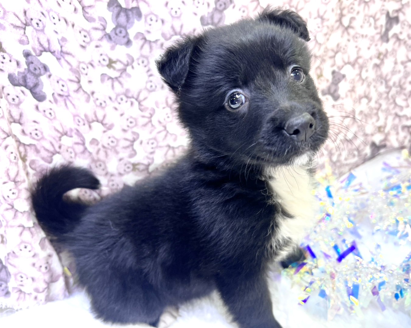 茨城県のハーフ犬・ミックス犬 (かねだいペットトライアル利根川/2025年11月22日生まれ/女の子/ブラック)の子犬の2枚目の画像