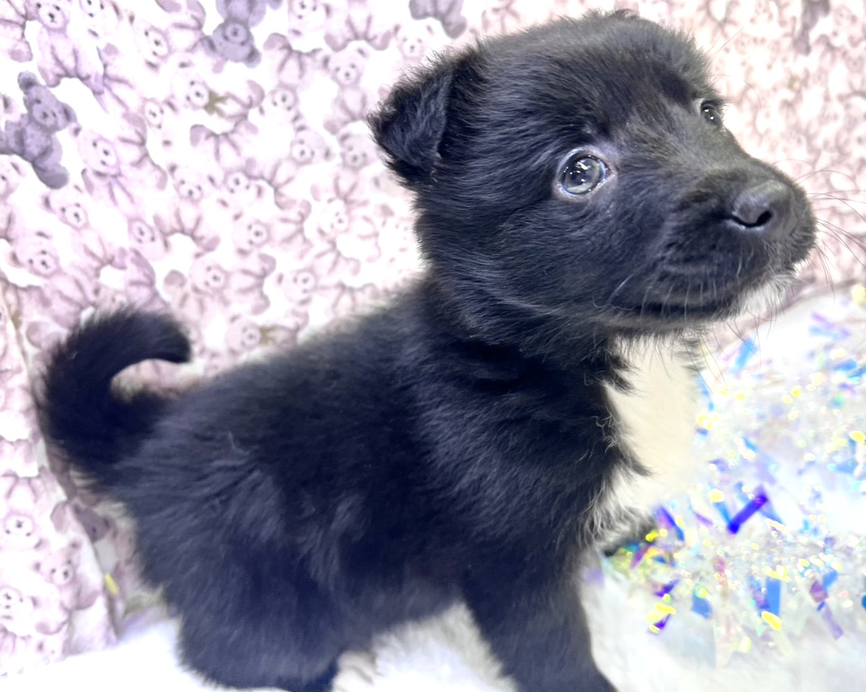 茨城県のハーフ犬・ミックス犬 (かねだいペットトライアル利根川/2025年11月22日生まれ/女の子/ブラック)の子犬の3枚目の画像