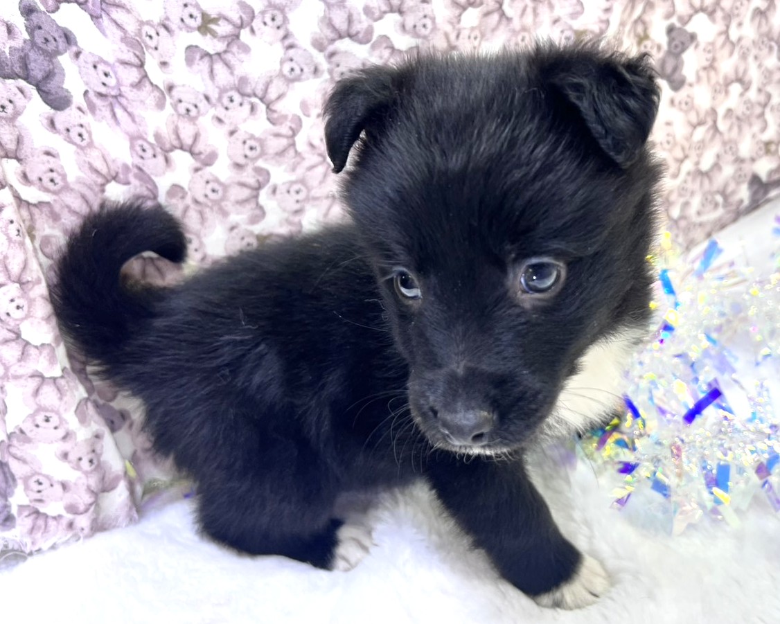 茨城県のハーフ犬・ミックス犬 (かねだいペットトライアル利根川/2025年11月22日生まれ/女の子/ブラック)の子犬の4枚目の画像