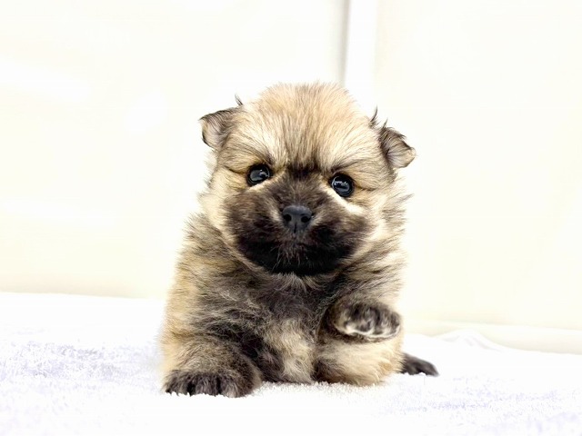 東京都のポメラニアン (かねだい本町田店/2025年11月25日生まれ/女の子/オレンジ)の子犬の1枚目の画像