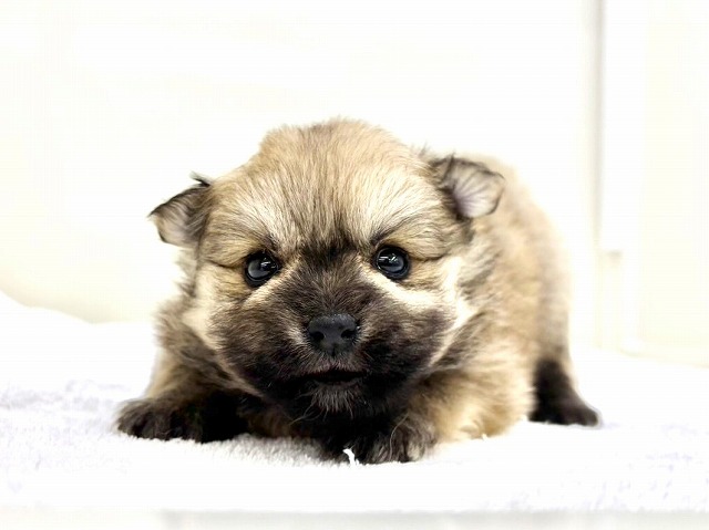 東京都のポメラニアン (かねだい本町田店/2025年11月25日生まれ/女の子/オレンジ)の子犬の2枚目の画像