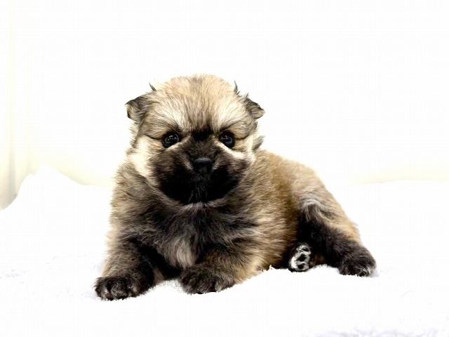 東京都のポメラニアン (かねだい本町田店/2025年11月25日生まれ/女の子/オレンジ)の子犬の3枚目の画像