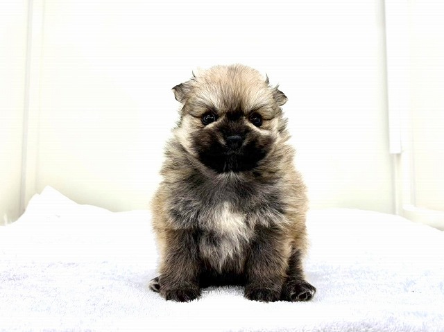 東京都のポメラニアン (かねだい本町田店/2025年11月25日生まれ/女の子/オレンジ)の子犬の4枚目の画像