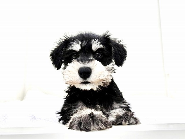 東京都のミニチュアシュナウザー (かねだい本町田店/2025年11月29日生まれ/男の子/ブラックシルバー)の子犬の1枚目の画像