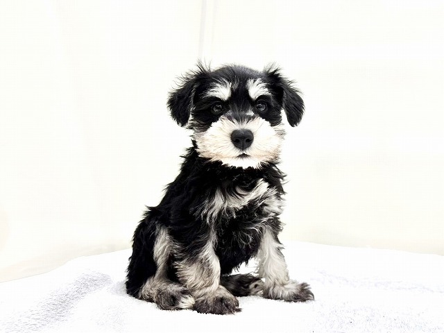 東京都のミニチュアシュナウザー (かねだい本町田店/2025年11月29日生まれ/男の子/ブラックシルバー)の子犬の2枚目の画像