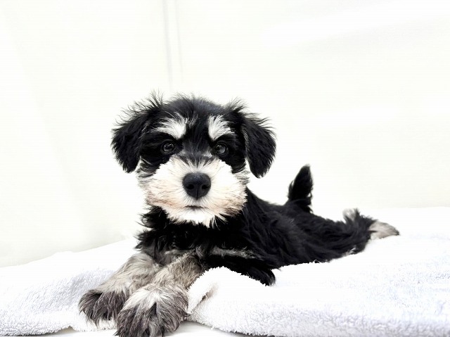 東京都のミニチュアシュナウザー (かねだい本町田店/2025年11月29日生まれ/男の子/ブラックシルバー)の子犬の3枚目の画像