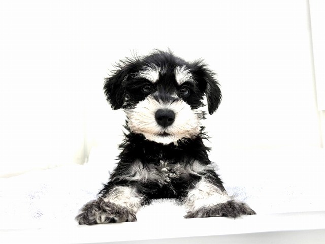 東京都のミニチュアシュナウザー (かねだい本町田店/2025年11月29日生まれ/男の子/ブラックシルバー)の子犬の4枚目の画像