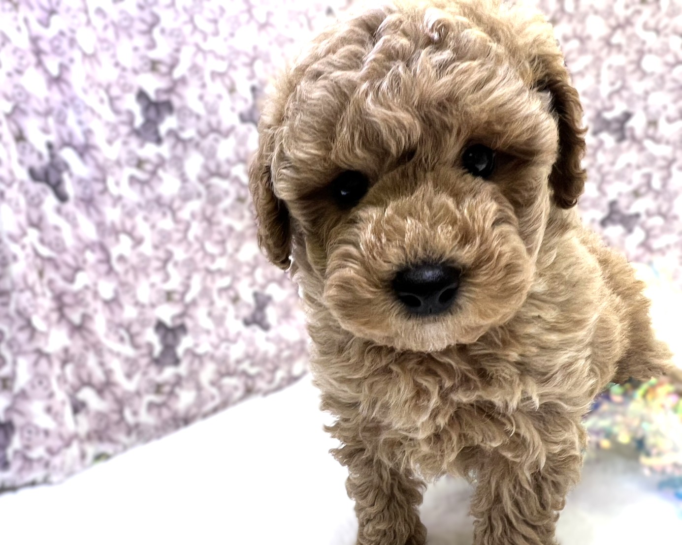 茨城県のトイプードル(トイ) (かねだいペットトライアル利根川/2025年11月22日生まれ/男の子/アプリコット)の子犬