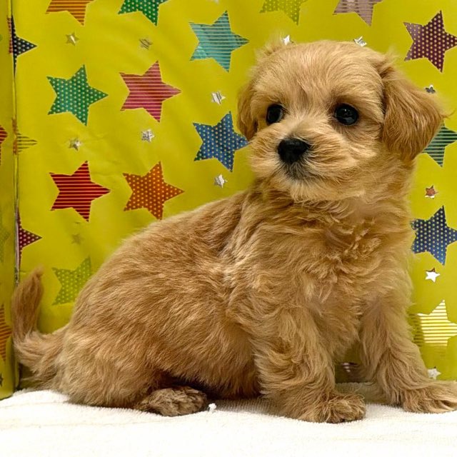 東京都のハーフ犬・ミックス犬 (かねだい足立店/2025年11月26日生まれ/男の子/その他色)の子犬の4枚目の画像