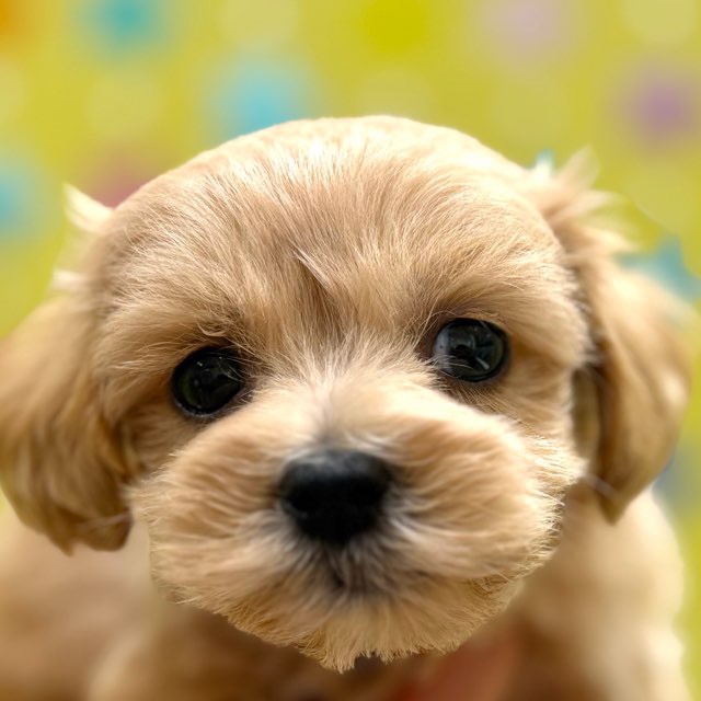 東京都のハーフ犬・ミックス犬 (かねだい足立店/2025年11月26日生まれ/男の子/その他色)の子犬の1枚目の画像