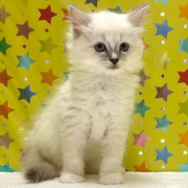 東京都のラグドール (かねだい足立店/2025年11月29日生まれ/女の子/ブルーポイントミテッド)の子猫の2枚目の画像