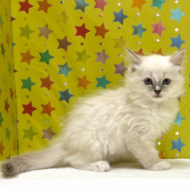 東京都のラグドール (かねだい足立店/2025年11月29日生まれ/女の子/ブルーポイントミテッド)の子猫の3枚目の画像