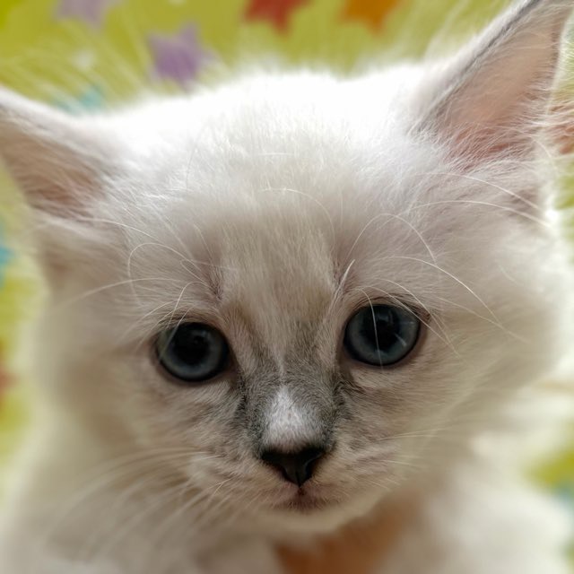 東京都のラグドール (かねだい足立店/2025年11月29日生まれ/女の子/ブルーポイントミテッド)の子猫の1枚目の画像