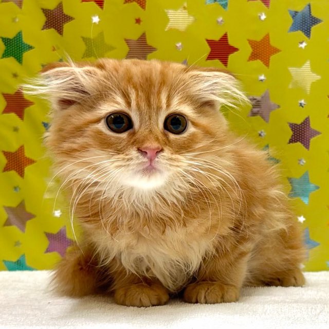 東京都のスコティッシュフォールド (かねだい足立店/2025年11月21日生まれ/男の子/レッドタビー)の子猫の2枚目の画像