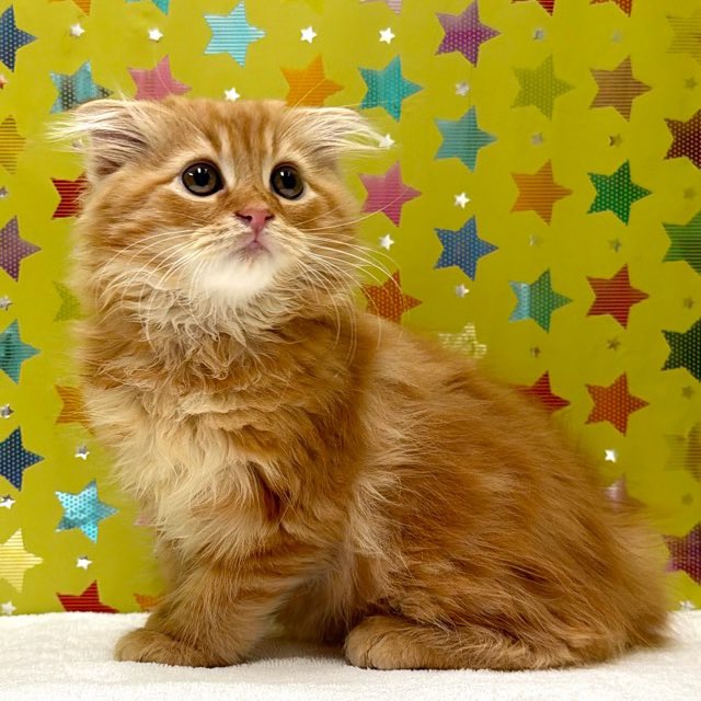 東京都のスコティッシュフォールド (かねだい足立店/2025年11月21日生まれ/男の子/レッドタビー)の子猫の3枚目の画像