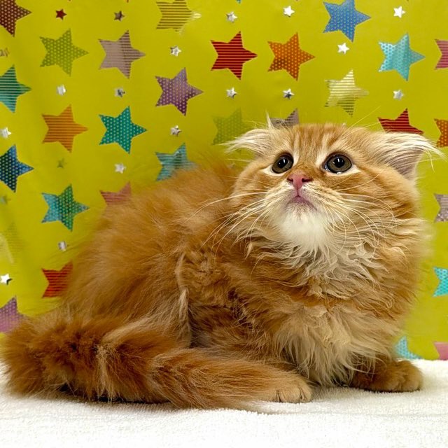 東京都のスコティッシュフォールド (かねだい足立店/2025年11月21日生まれ/男の子/レッドタビー)の子猫の4枚目の画像