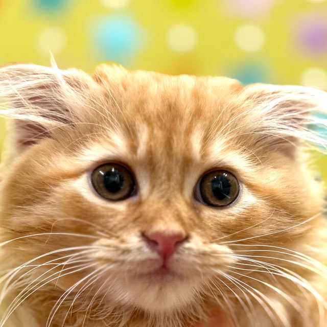 東京都のスコティッシュフォールド (かねだい足立店/2025年11月21日生まれ/男の子/レッドタビー)の子猫の1枚目の画像