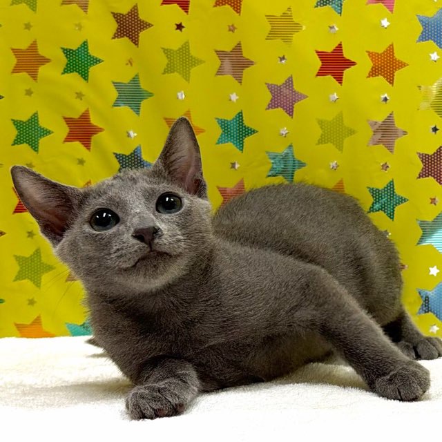 東京都のロシアンブルー (かねだい足立店/2025年11月12日生まれ/男の子/ブルー)の子猫の3枚目の画像