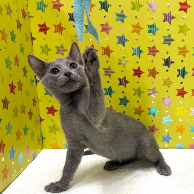 東京都のロシアンブルー (かねだい足立店/2025年11月12日生まれ/男の子/ブルー)の子猫の4枚目の画像