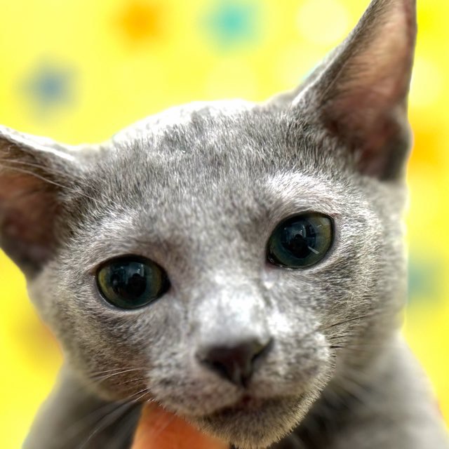 東京都のロシアンブルー (かねだい足立店/2025年11月12日生まれ/男の子/ブルー)の子猫の1枚目の画像
