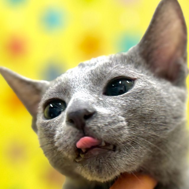 東京都のロシアンブルー (かねだい足立店/2025年11月12日生まれ/男の子/ブルー)の子猫の2枚目の画像